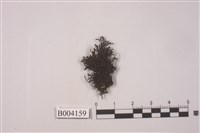 藏品(東亞岩生黑苔)的圖片